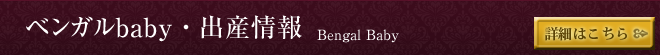 ベンガルbaby・出産情報