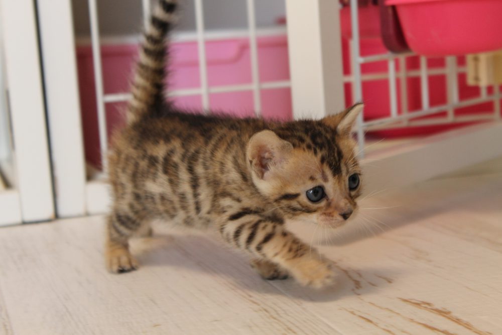 可愛いお散歩 ベンガル猫 ベンガル子猫 ベンガル猫ブリーダー ベルアンジュ 可愛いお散歩 ベンガル猫 ベンガル子猫 ベンガル猫ブリーダー ベルアンジュ