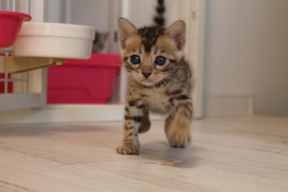 可愛いお散歩 ベンガル猫 ベンガル子猫 ベンガル猫ブリーダー ベルアンジュ