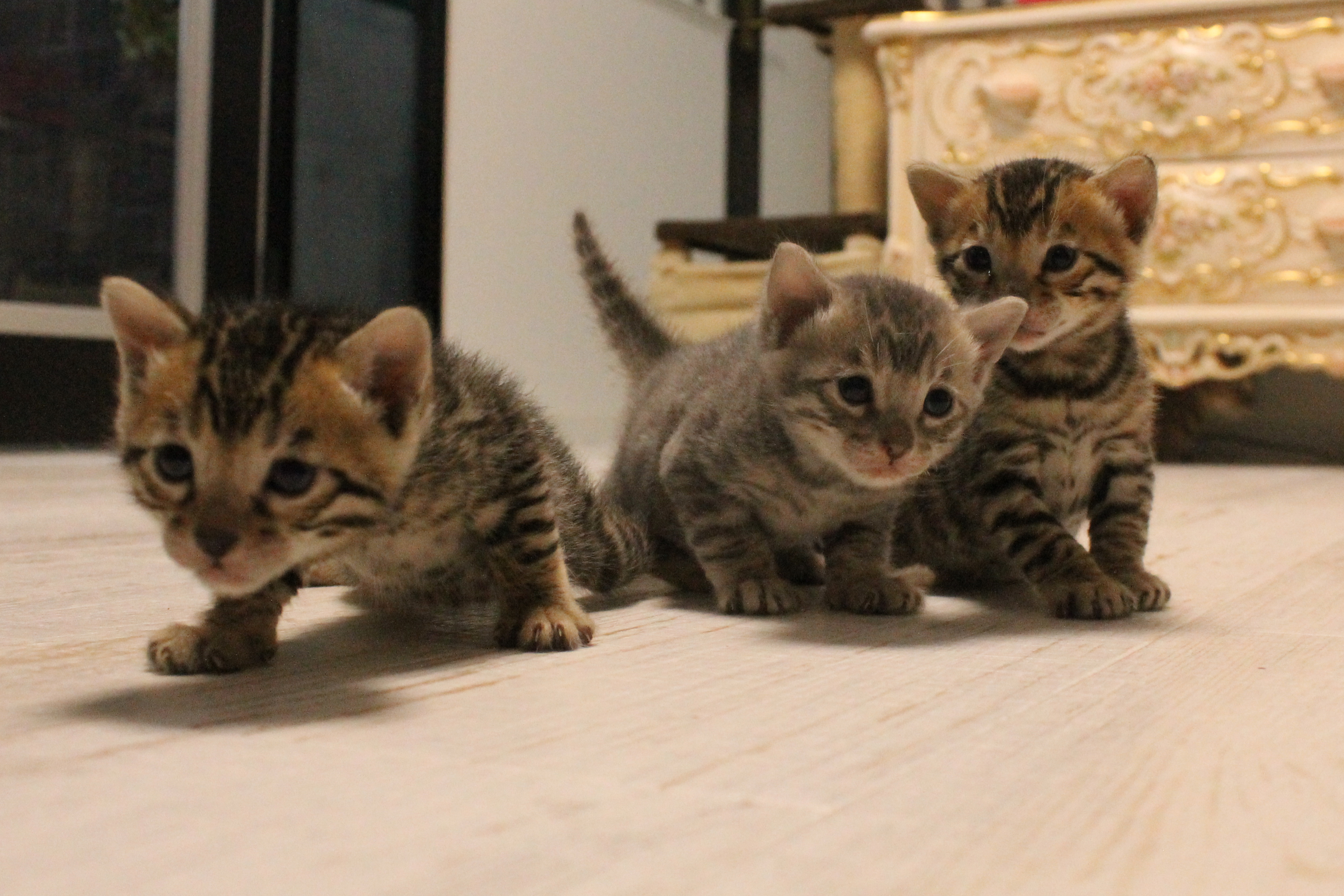 お散歩 ベンガル猫 ベンガル子猫 ベンガル猫ブリーダー ベルアンジュ