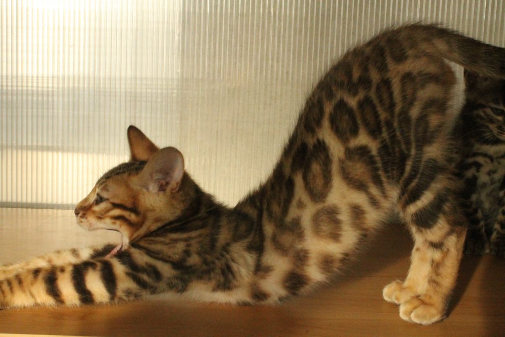 ベンガル猫と子猫に関する写真と事実