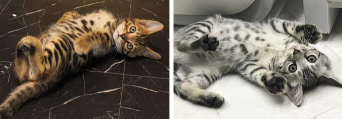ベンガル猫について 性格 特徴 価格 ベンガル猫 ベンガル子猫 ベンガル猫ブリーダー ベルアンジュ