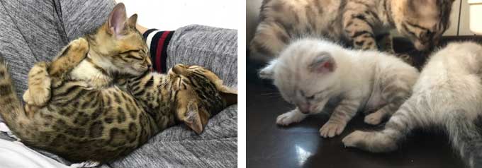 ベンガル猫について 性格 特徴 価格 ベンガル猫 ベンガル子猫 ベンガル猫ブリーダー ベルアンジュ