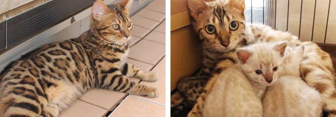 ベンガル猫について 性格 特徴 価格 ベンガル猫 ベンガル子猫 ベンガル猫ブリーダー ベルアンジュ