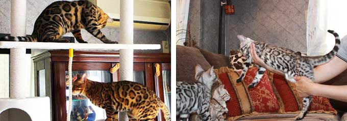 ブリーダーのメリット