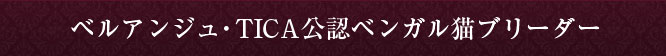 ベルアンジュ・TICA公認ベンガル猫ブリーダー