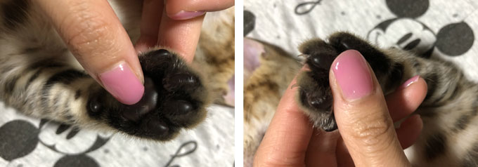 爪切りのやり方