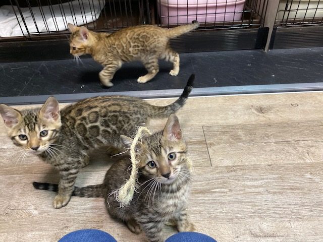 元気な可愛い子ちゃん達 ベンガル猫 ベンガル子猫 ベンガル猫ブリーダー ベルアンジュ