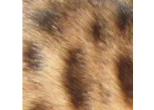 ベンガル猫の模様 スポット